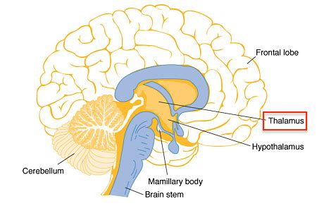 下視丘功能口訣|下視丘(hypothalamus)